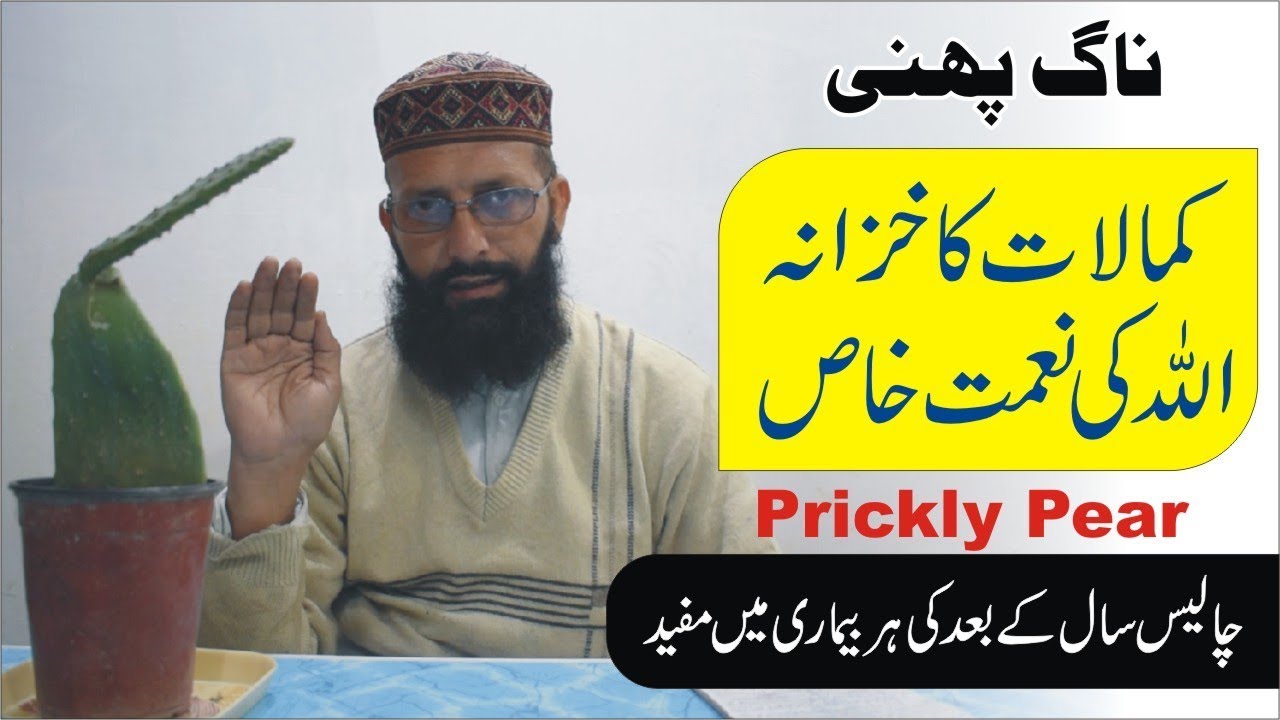 ناگ پھنی یعنی پریکلی پیئر کے کمالات