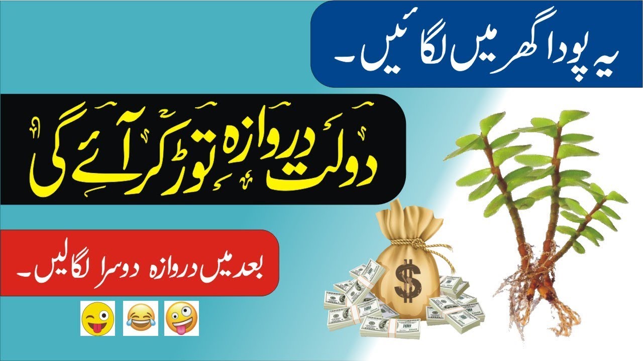 یہ پودا گھر میں لگائیں امیر ہو جائیں