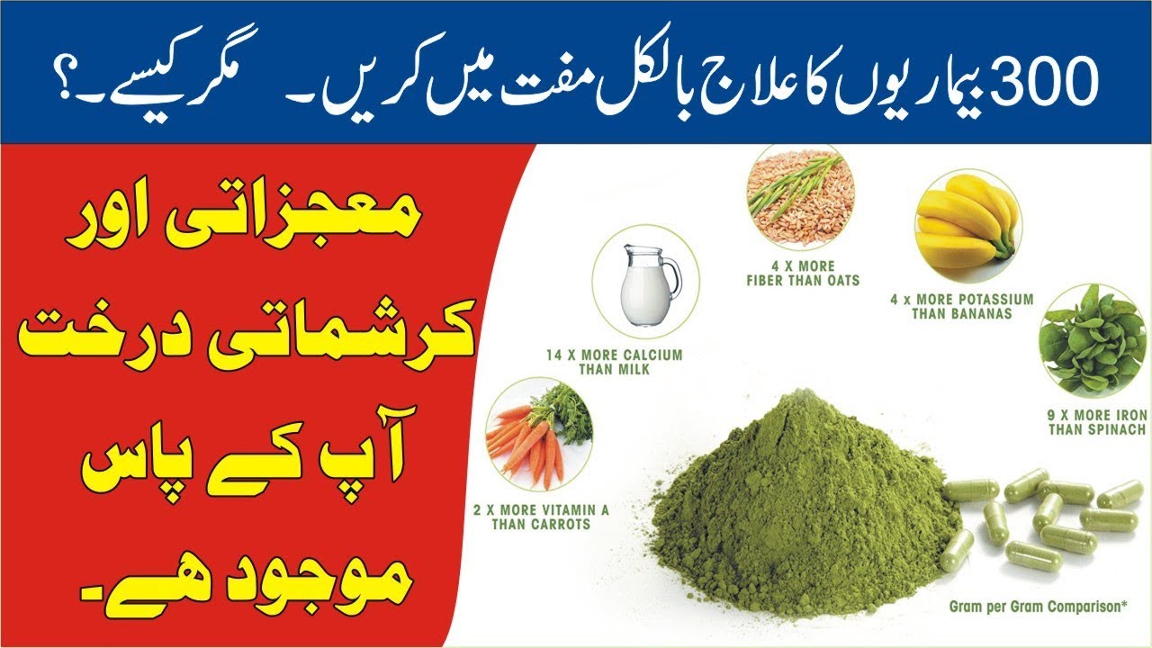 سہانجنا کے فوائد. تین سو بیماریوں‌کا علاج