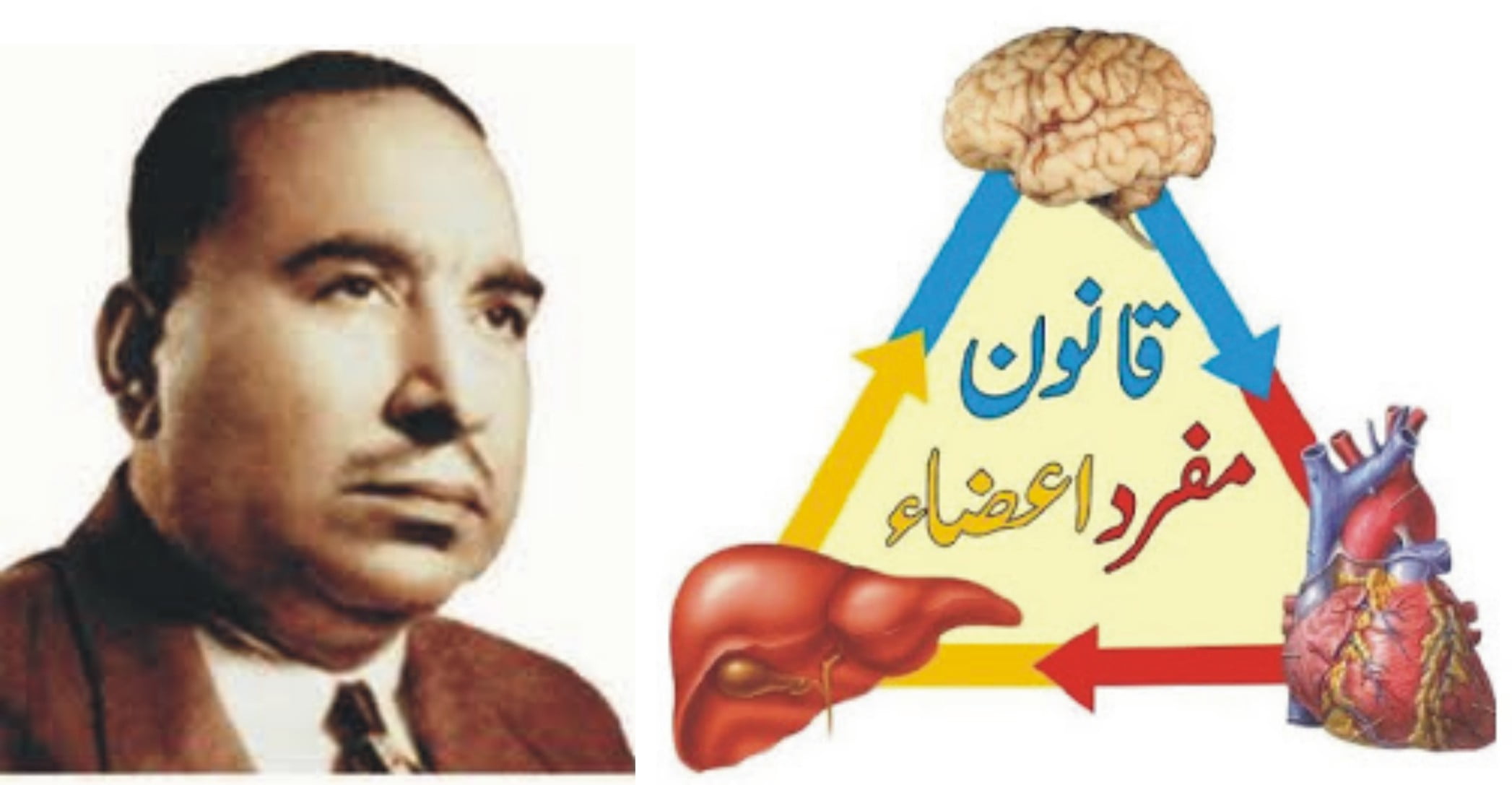 قانون مفر د اعضاء کی تعریف
