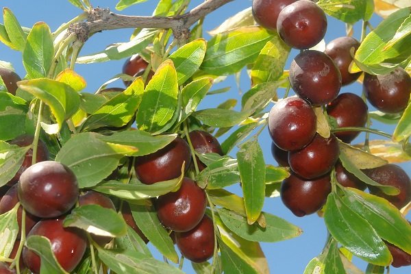 جنگلی زیتون