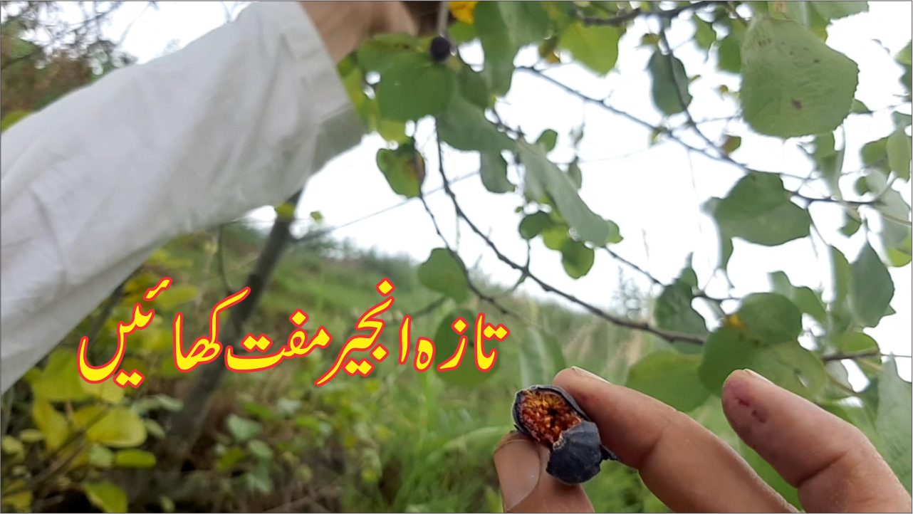 Eat figs for free || تازہ انجیر مفت کھائیں