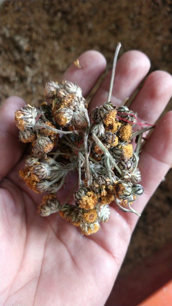 Chamomile کیمو مائل گل بابونہ