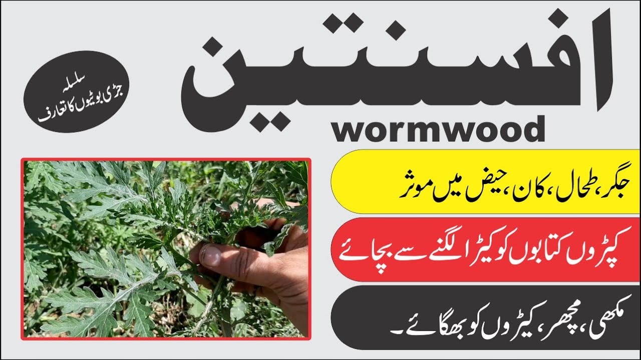 Wormwood ► افسنتین کا تعارف اور اس کے فوائد