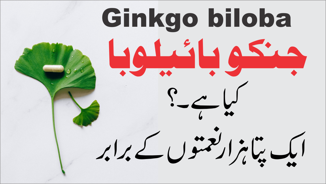 جنکو بائیلوبا What is Ginkgo Biloba