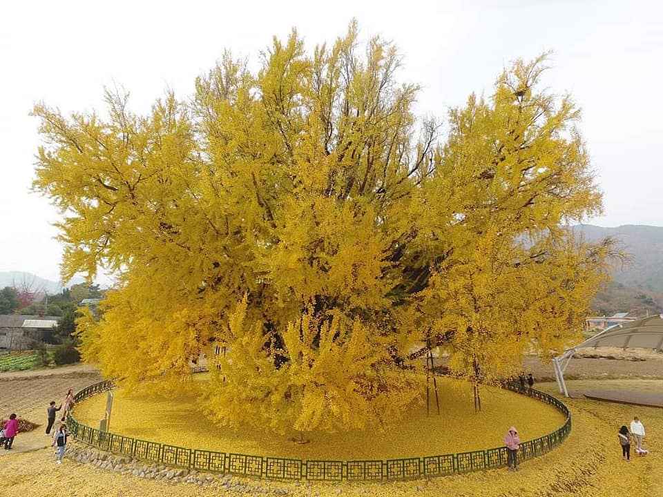 جنکو بائیلوبا What is Ginkgo Biloba