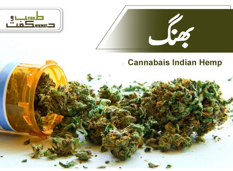 بھنگ کا تعارف