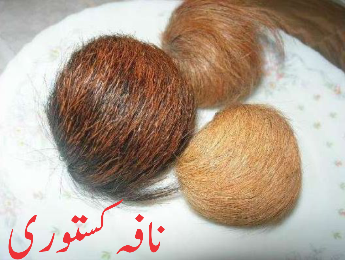 مشک کستوری کیا ہے