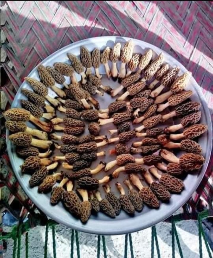 Morel mushrooms Morchella گچھی مشروم