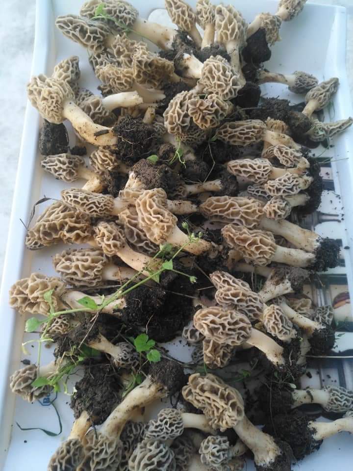 Morel mushrooms Morchella گچھی مشروم
