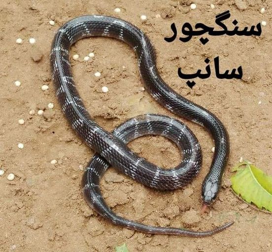 پاکستانی سانپ