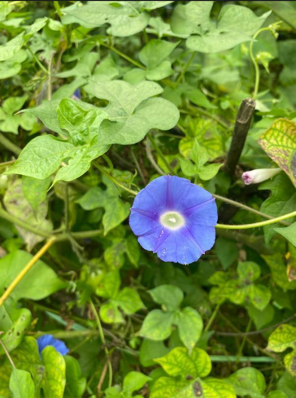 مارننگ گلوری