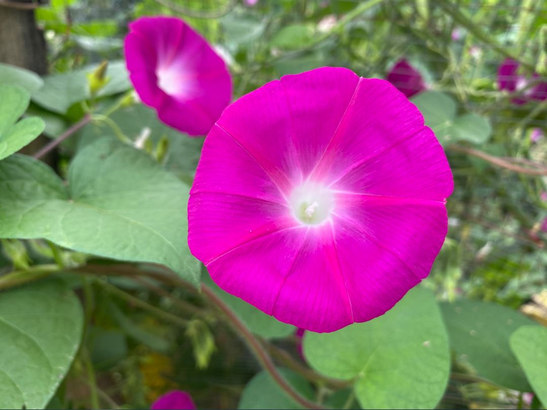 مارننگ گلوری