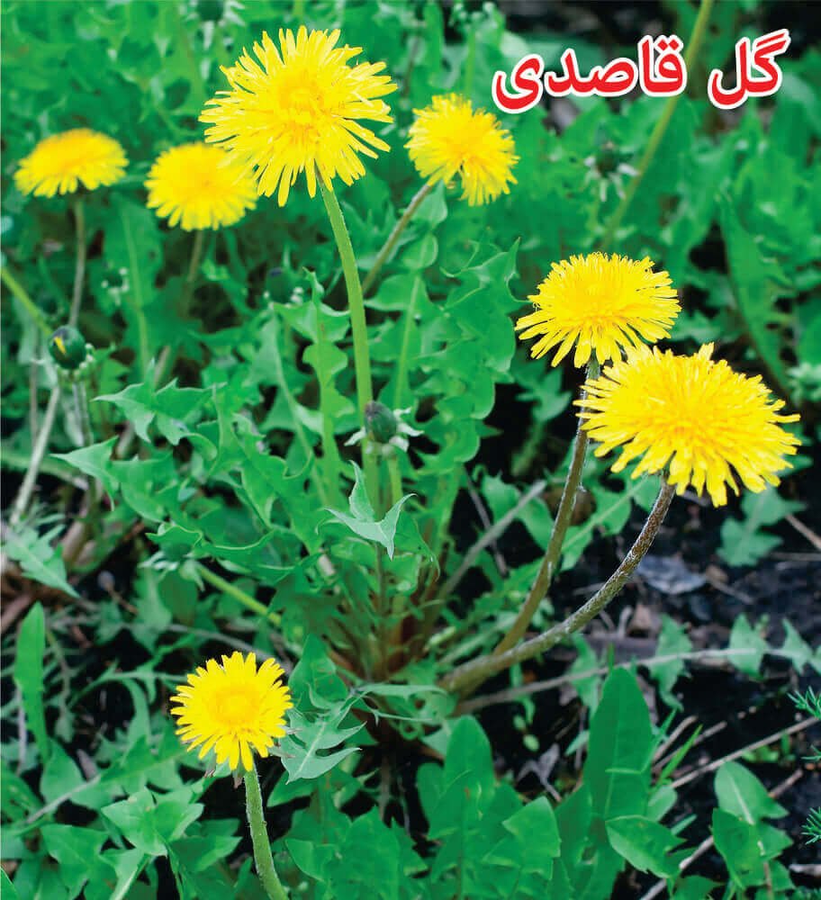 گل قاصدی Dandelion