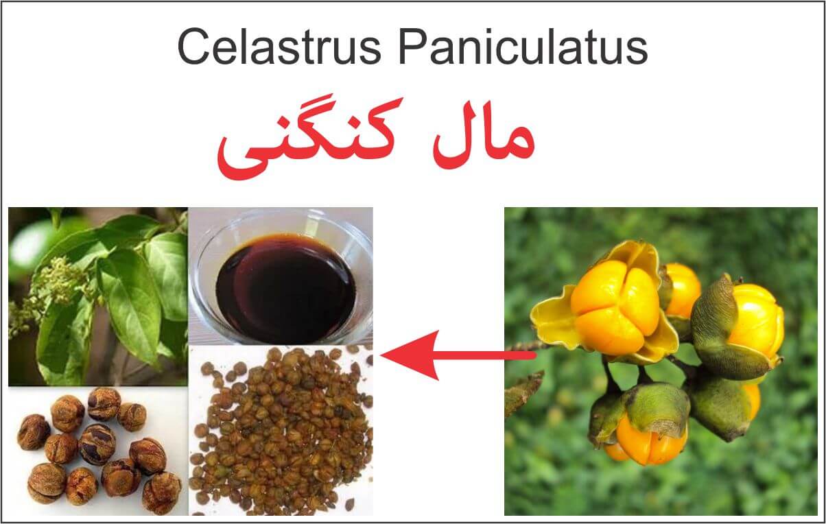 مال کنگنی