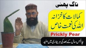 Read more about the article ناگ پھنی یعنی پریکلی پیئر کے کمالات