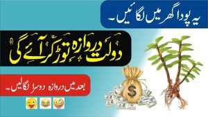 Read more about the article یہ پودا گھر میں لگائیں امیر ہو جائیں