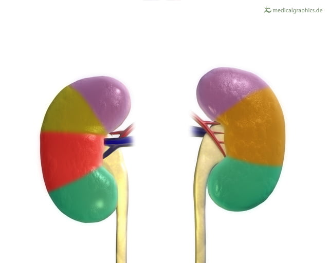kidney segments 1