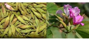 Read more about the article کچنار کے فائدے