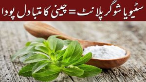 Read more about the article چینی کا بہترین متبادل جسے گھروں میں بھی لگایا جا سکتا ہے