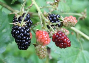 1200px Ripe ripening and green blackberries 2