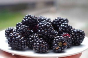 blackberries dish 1