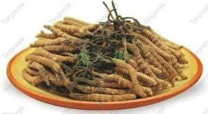 یرساگمبا سونے سے تین گنا مہنگی بوٹی 4 Caterpillar fungus 3