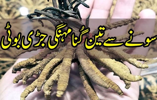 یرساگمبا سونے سے تین گنا مہنگی بوٹی 1 سونے سے تین گنا مہنگی بوٹی 1