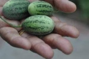 Read more about the article نمک کچری براۓ پتھری گردہ