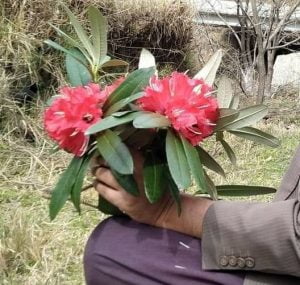 ران تول Rhododendron Flower