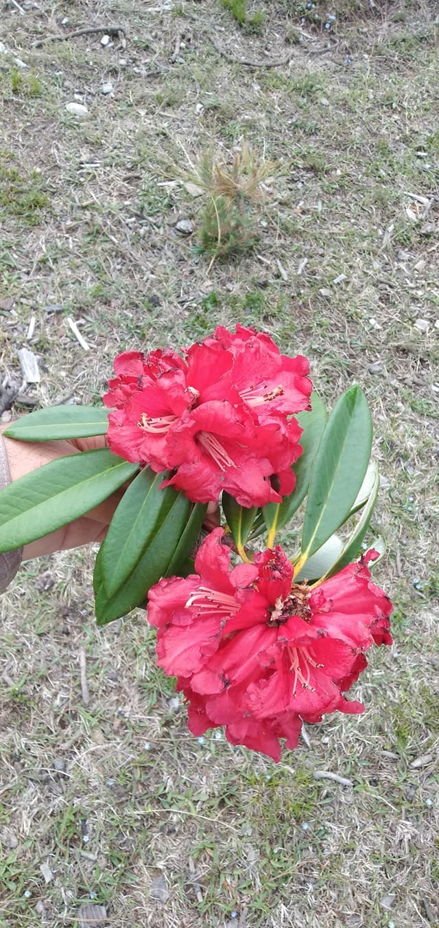 ران تول 2 گلنمیر۔Rhododendron Flower 1