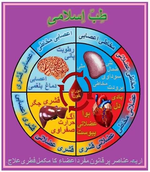 قانون اربعہ طب مفرد اعضاء 4 17