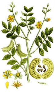 सेना ने प्रस्थान किया Senna Leaves سناء مکی 1 2