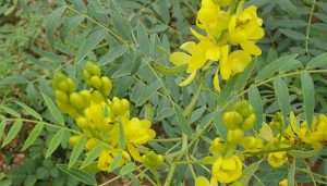 सेना ने प्रस्थान किया Senna Leaves سناء مکی 3 2