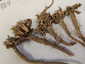 AKARKARA ROOT عقرقرحا 1