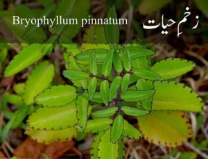 Bryophyllum زخم حیات پتھر چٹ 6 1