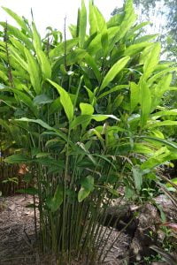 Greater Galangal plant AlipiniaGalanga خولنجاں 2