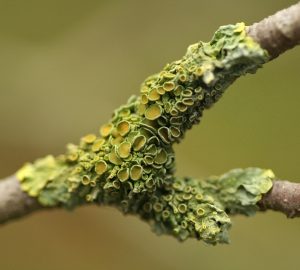 Green Lichen چھڑیلہ 1