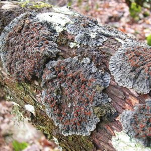 Read more about the article چھڑیلہ