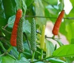 Long pepper Piper Longum مگھاں فلفل دراز 1