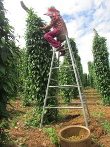 فلفل دراز 3 Long pepper Piper Longum مگھاں فلفل دراز nukta guidance 3