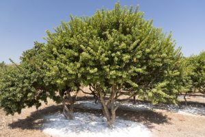 MasticTree Mastic Gum Pistacia Lentiscus مصطگی رومی 1