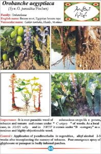 موتھر گیڈر تمباکو 5 Orobanche aegyptiaca موتھر گیڈر تمباکو 5