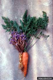 موتھر گیڈر تمباکو 2 Orobanche aegyptiaca گڈر تمباکو 2