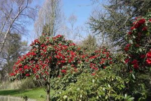 ران تول Rhododendron Flower
