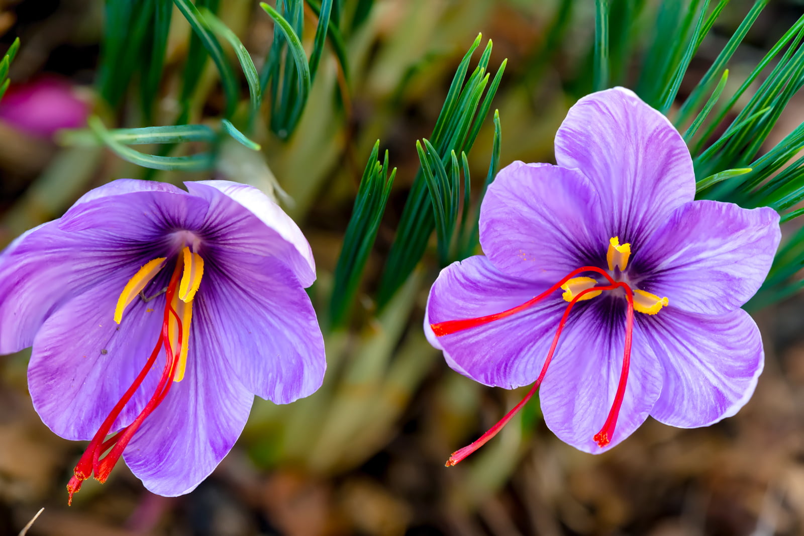 Saffron crocus bloom stigmas flower saffron spice Saffron Crocus Sativus کیسر زعفران 6