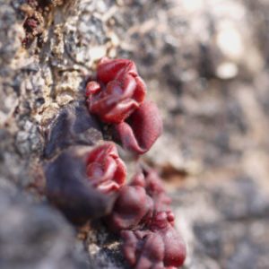 موچرس 2 Silk Cotton Tree Gum موچرس super pansar 350x350 1 2