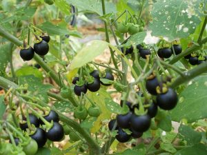 Solanum Jacqueline کچی ماس موہکڑی۔ چهمک نمولی۔کنڈیاری 1