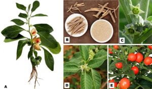 اسگند ناگوری 2 Withania somnifera اسگندناگوری 2