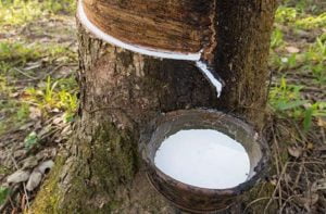 banyan Milk bargad برگد بوہڑ شیر دودھ 5